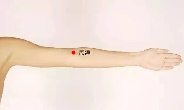 人体尺泽穴位于肘横纹中,肱二头肌腱桡侧凹陷处.